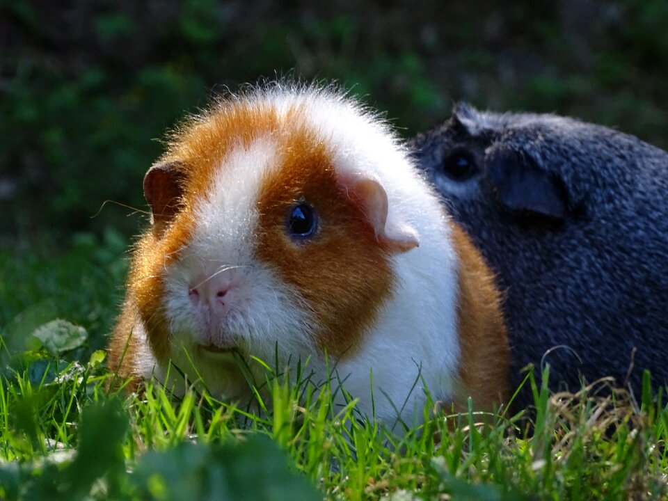 Guinea pigs mammal rodent