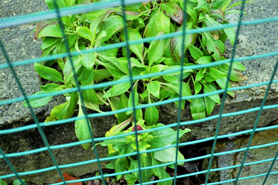 Agriculture growth freshness