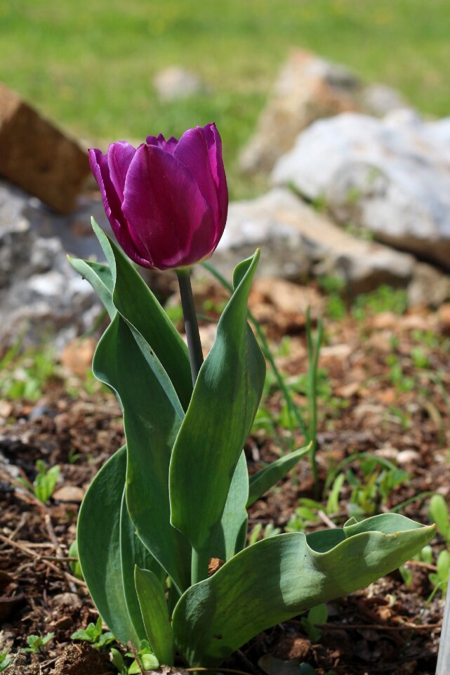 Leaf garden tulip photo