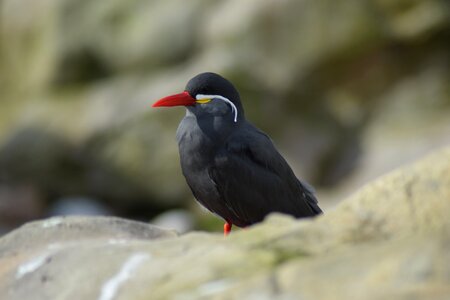 Animal outdoors inca tern photo