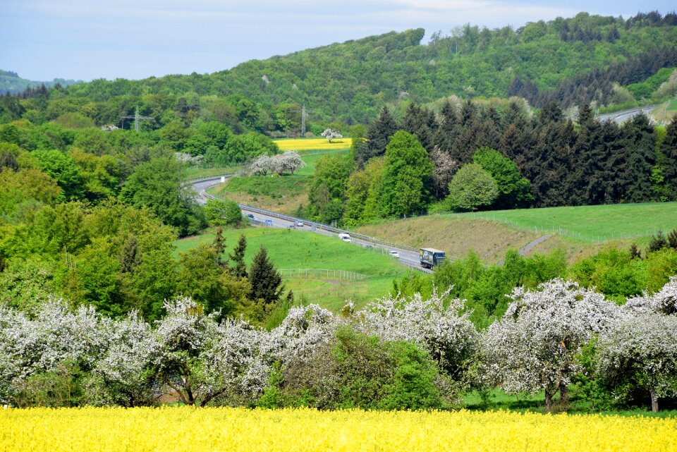 Nature tree road