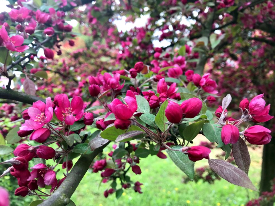Branch branches nature