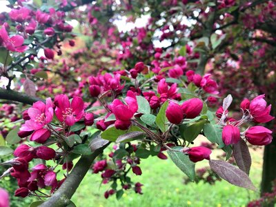 Branch branches nature