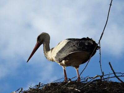 Beak at the court of stork