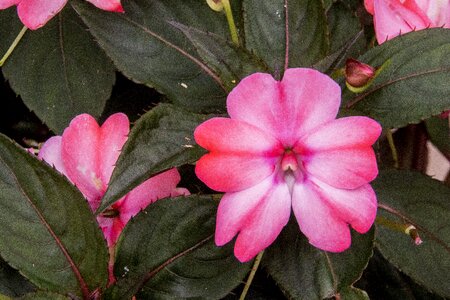 Flower leaf plant photo