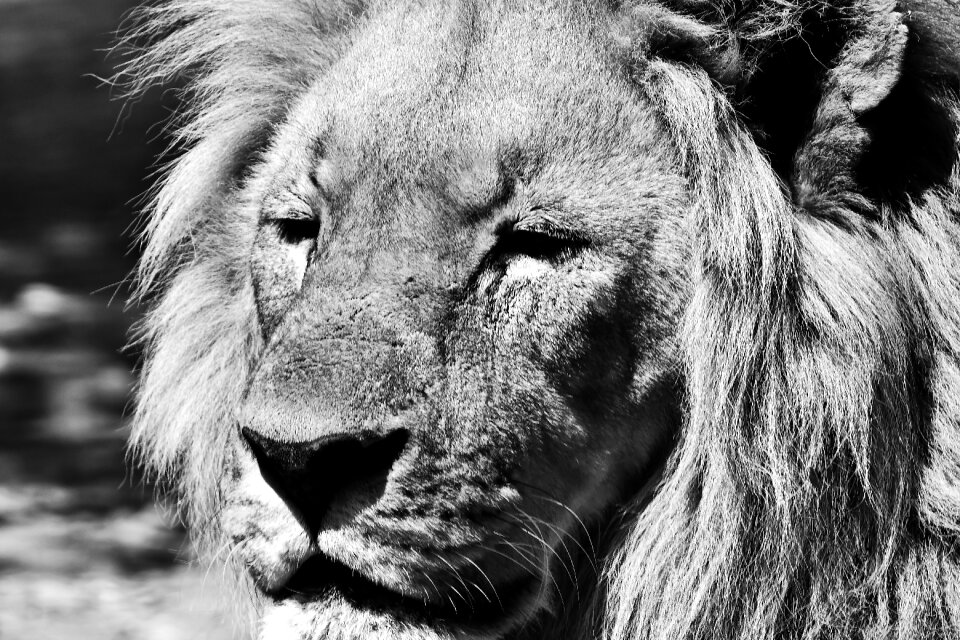 Mammal animal world black and white