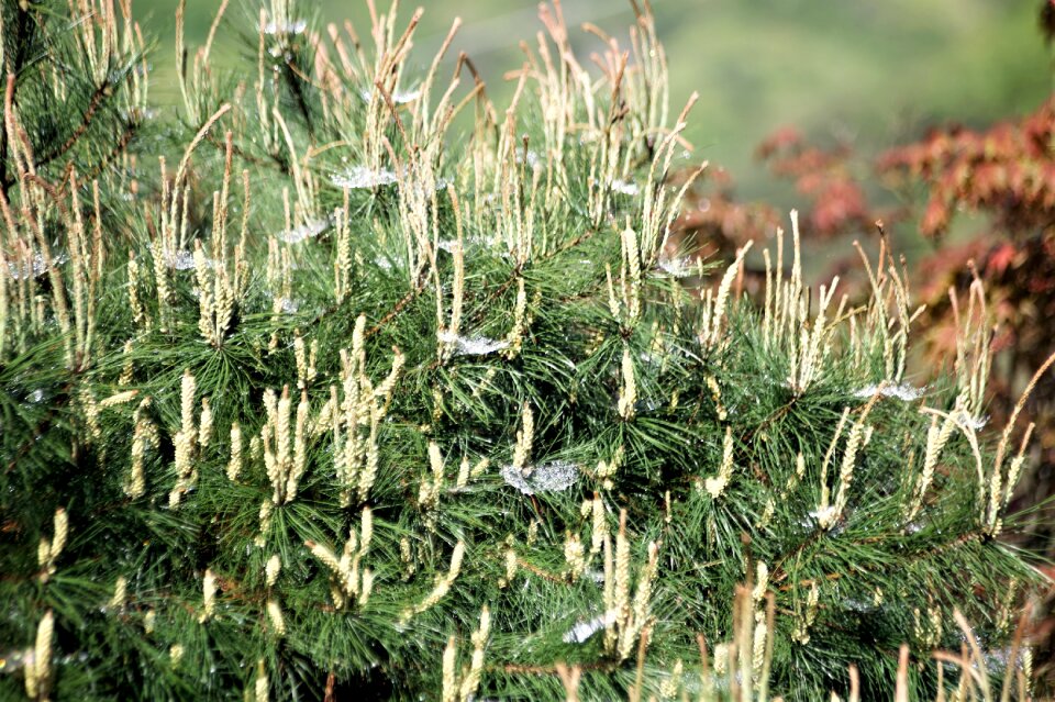 Trees send flower morning dew