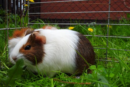 A little lawn guinea pig