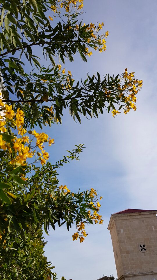 Leaf sky season