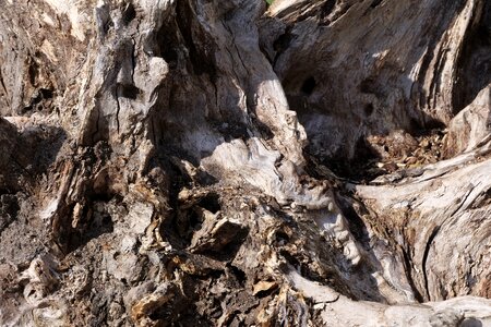 Flotsam old wood log photo