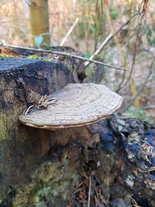 Tribe mushroom moss