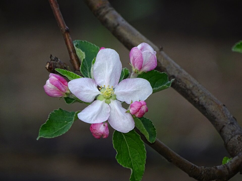 Branch nature petal
