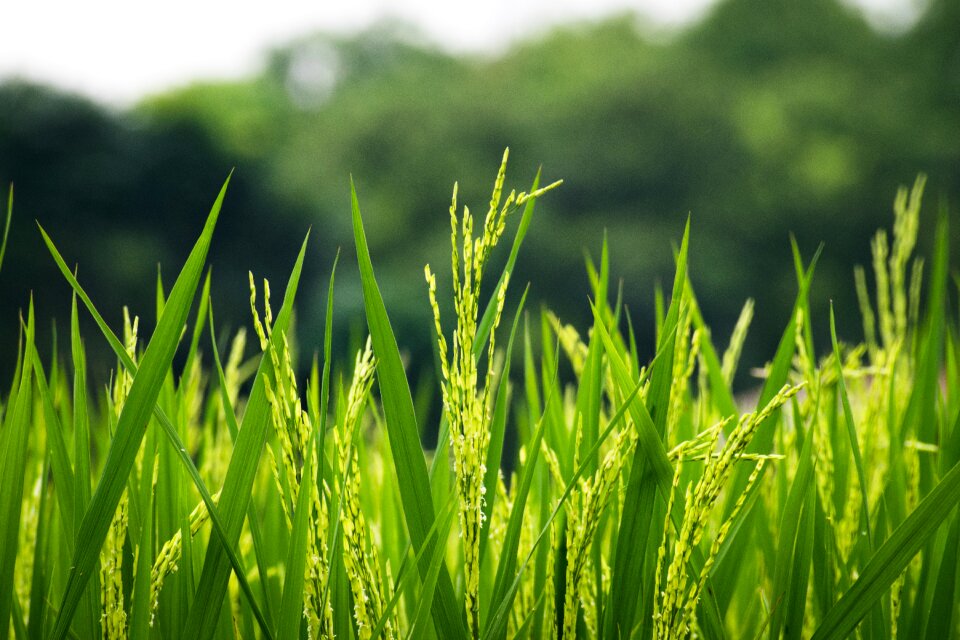 Farm flora hayfield
