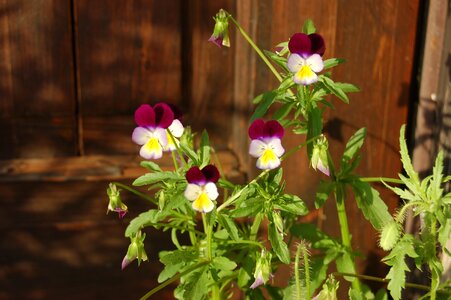 Garden violas spring