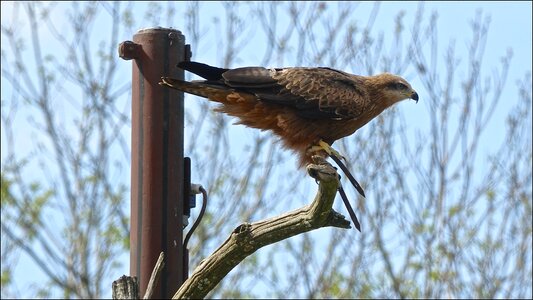 Bird nature raptor