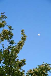 Month leaves summer