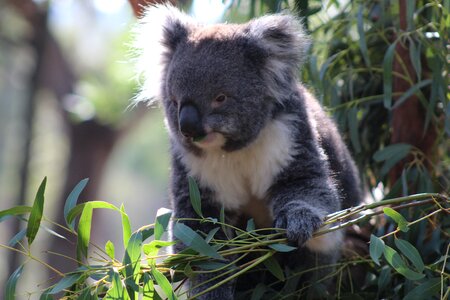 Animal cute koala photo