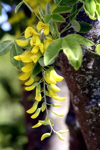 Leaf growth tree