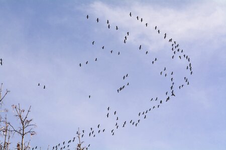 Sky flight formation