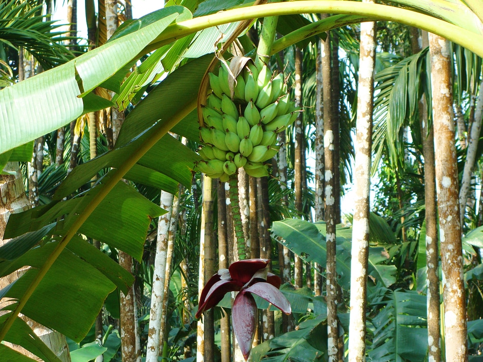 Arecanut orchard malnad uttar kannada
