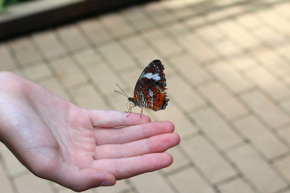 Insect butterfly wing