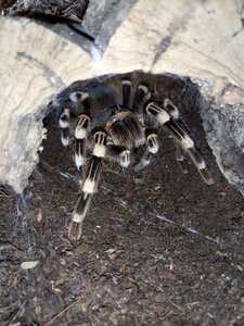 Animal animal world tarantula