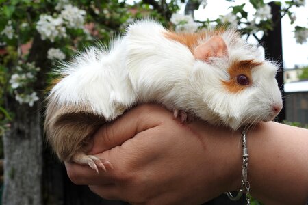 Mammals animals guinea pig