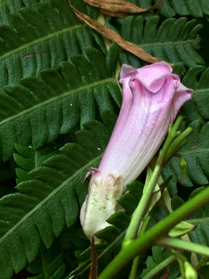 Petals flower nature