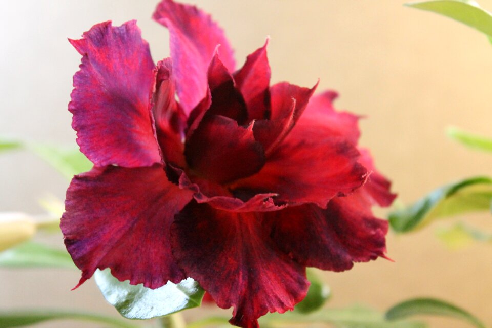Sheet adenium desert rose