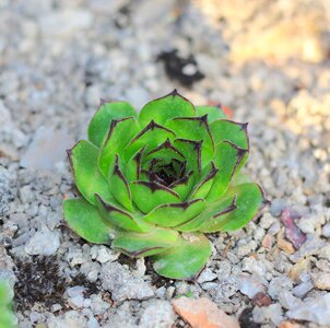 Garden botanical beautiful