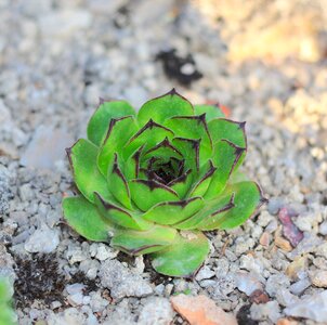 Garden botanical beautiful photo