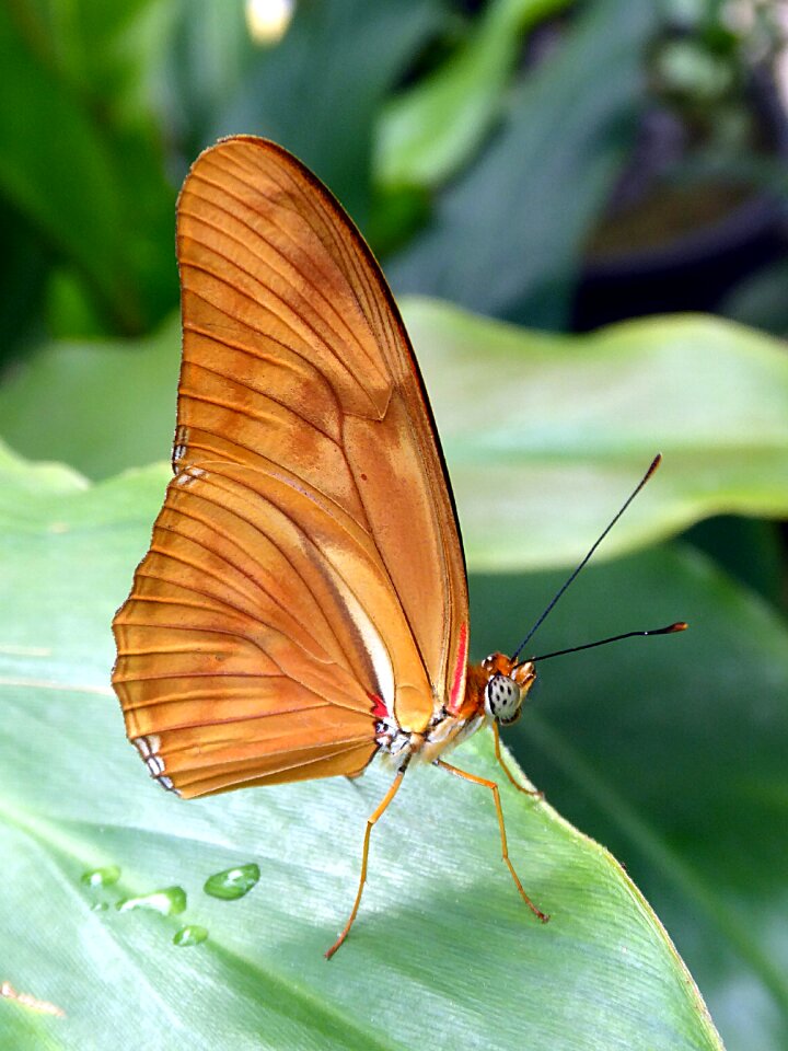 Nature wing macro