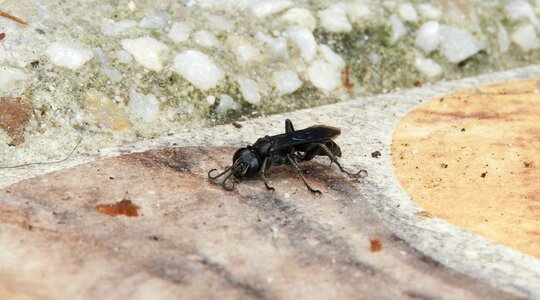 Animalia insect small