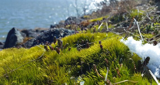 Plant moss snow