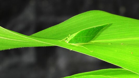 Plant nature environment