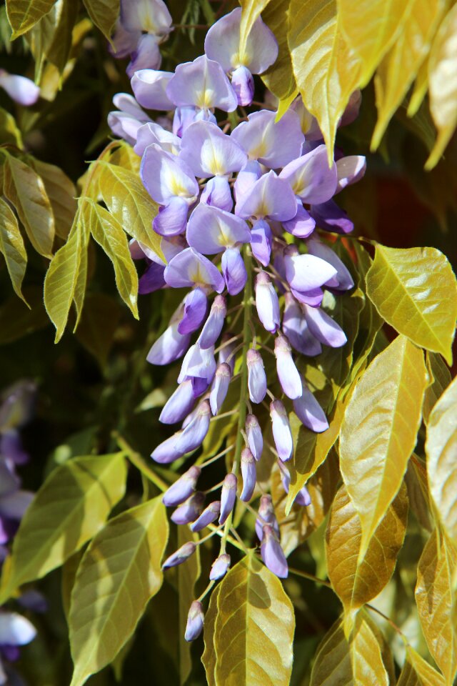 Creeper flower vines flowering