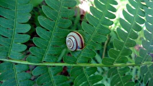 Plant sheet garden