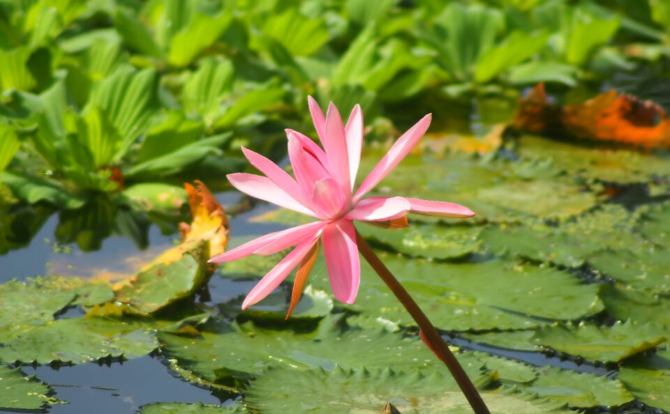 Flora flower garden