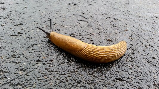 Snail slimy slug photo