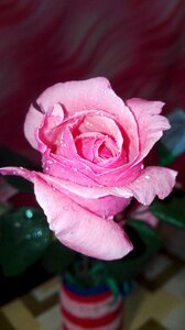 Petal rose leaf photo