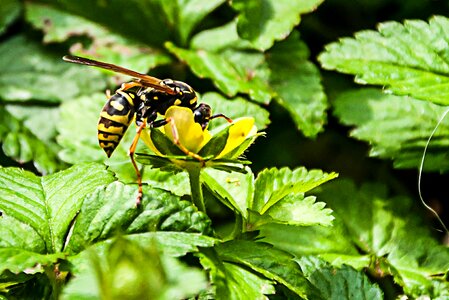 Insect plant small