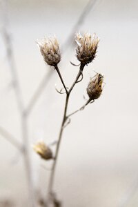 Garden macro seeds