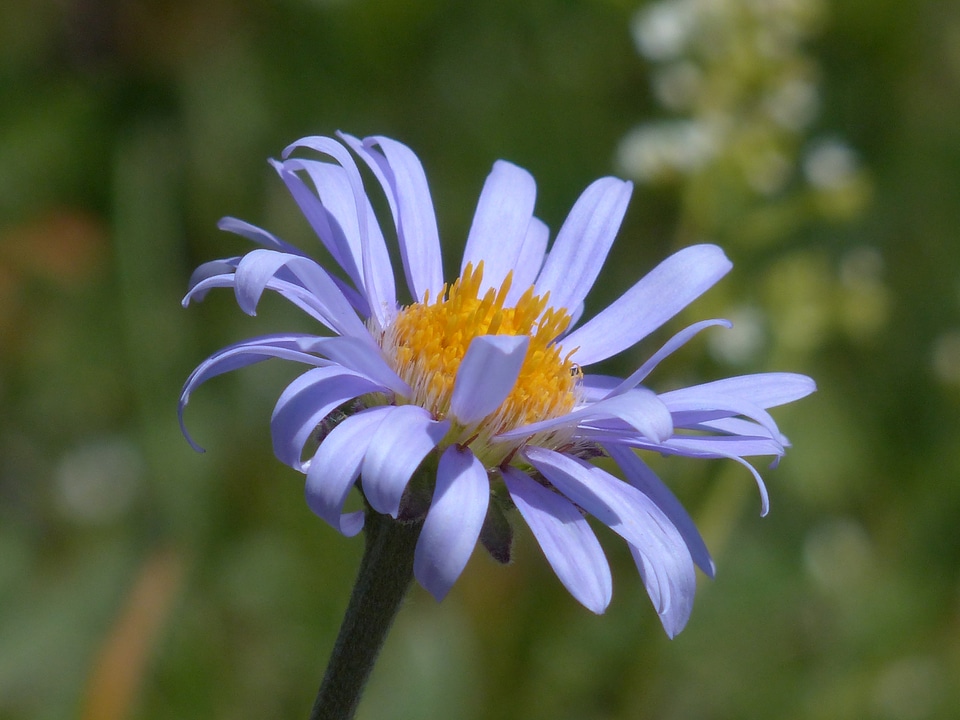 Purple violet alpine aster