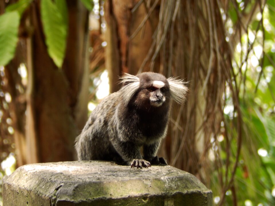 Mammals animalia primates