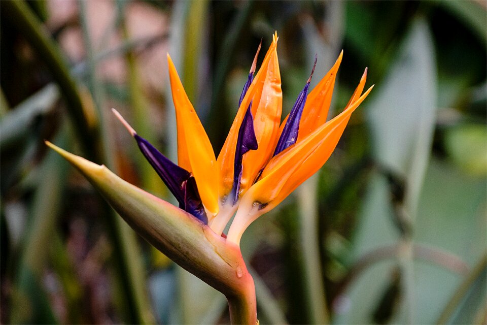 No person flower strelitzia