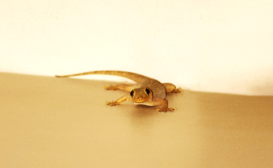 House gecko house lizard