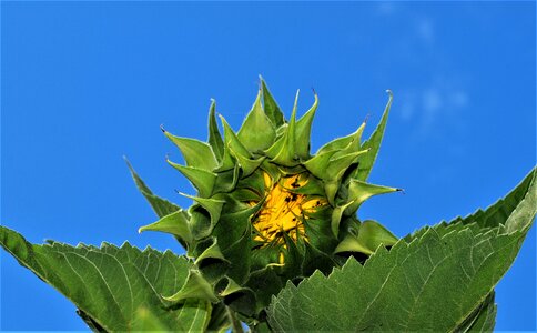 Summer growth flower