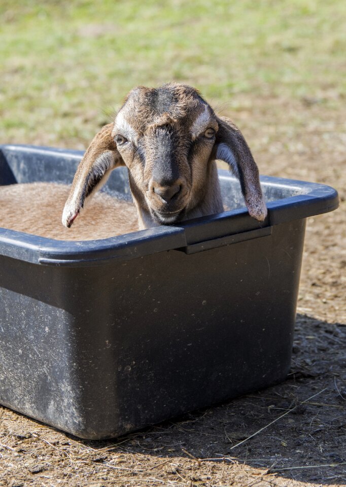 Animal farm pet
