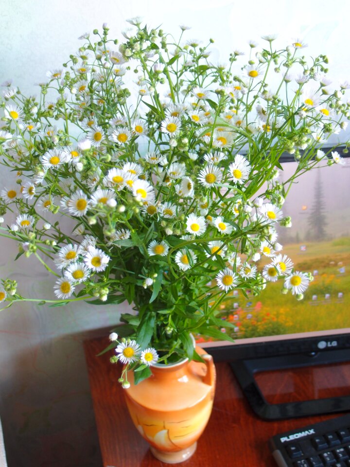 Sheet summer chamomile