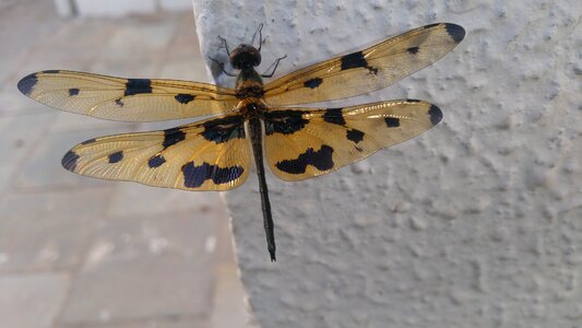 Wing animal little